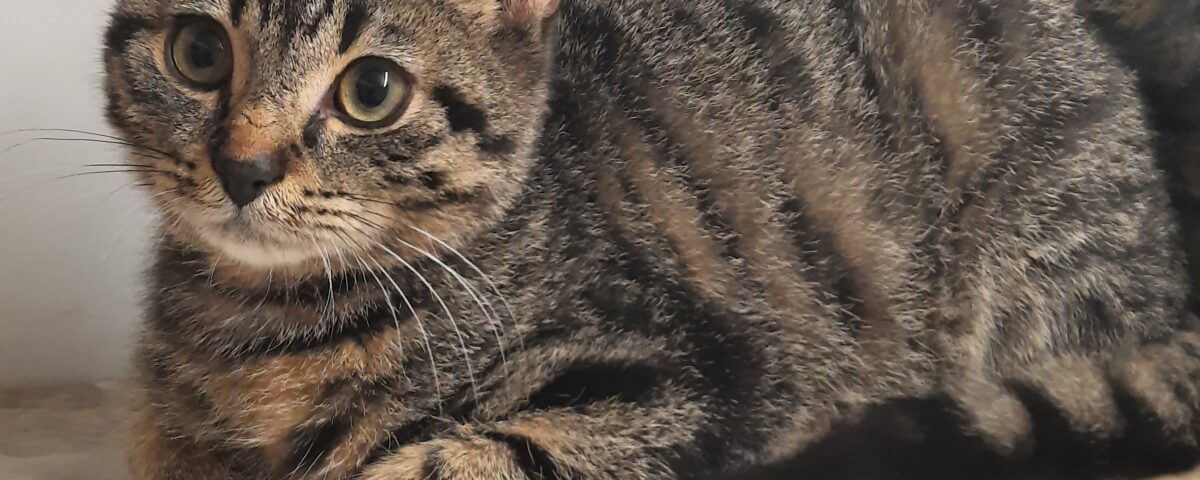 Unsere beiden süßen Kater Bounty und Bonito, ca. 7 Monate alt, suchen gemeinsam ein liebevolles Zuhause........