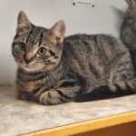 Unsere beiden süßen Kater Bounty und Bonito, ca. 7 Monate alt, suchen gemeinsam ein liebevolles Zuhause........