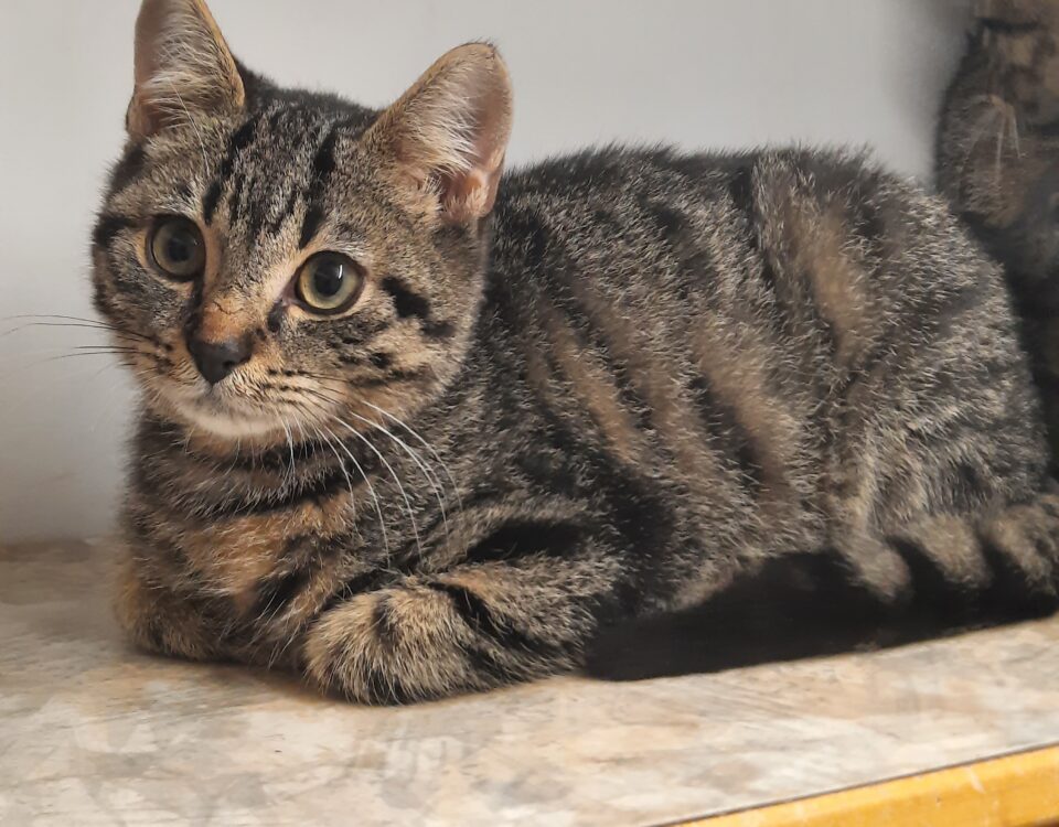 Unsere beiden süßen Kater Bounty und Bonito, ca. 7 Monate alt, suchen gemeinsam ein liebevolles Zuhause........